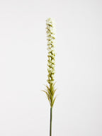 White Blazing Star Stem