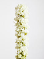 White Blazing Star Stem