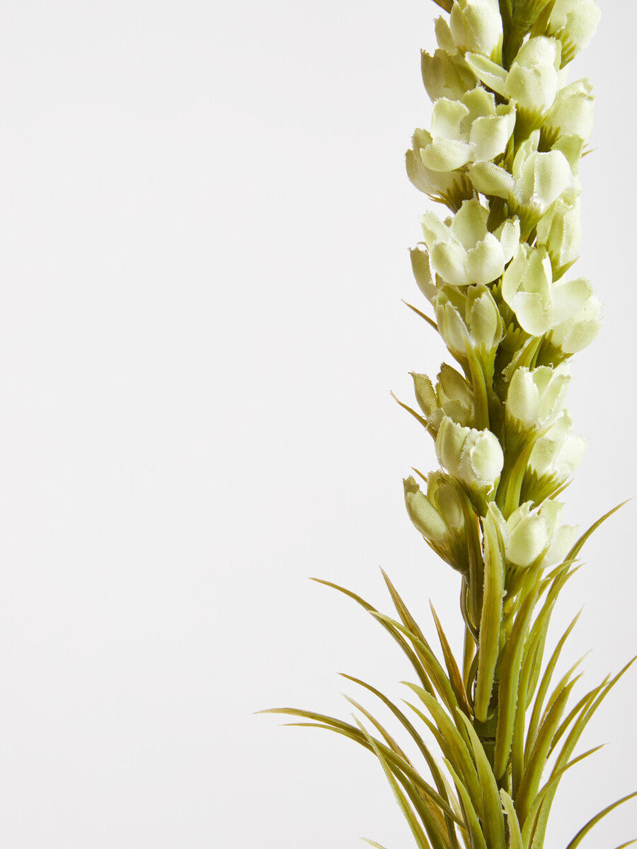 White Blazing Star Stem