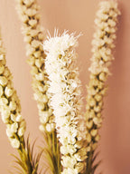 White Blazing Star Stem