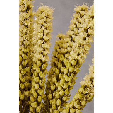 White Blazing Star Stem