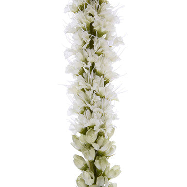 White Blazing Star Stem