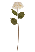 Cream Hydrangea Stem