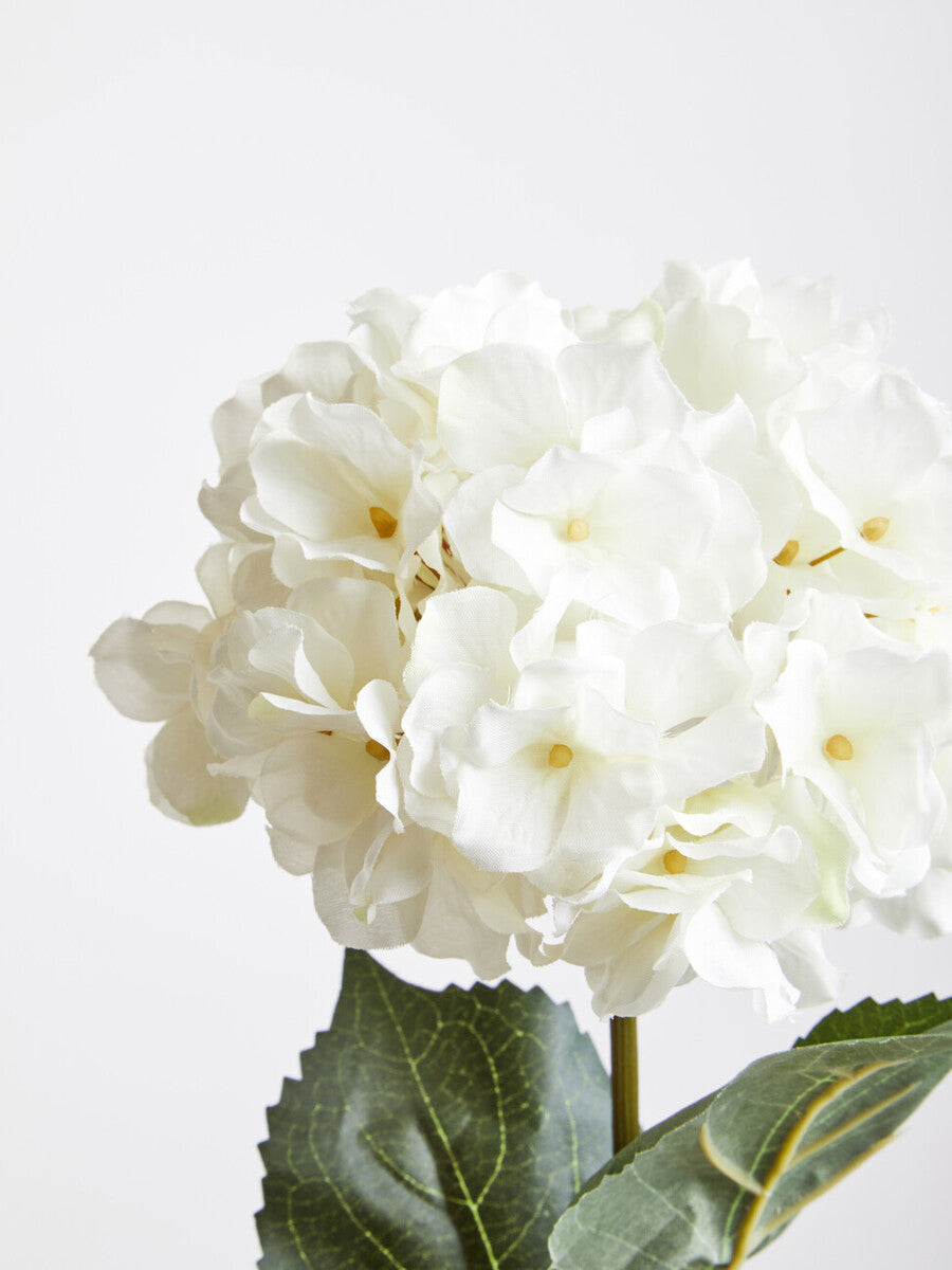 Cream Hydrangea Stem