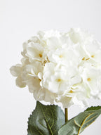 Cream Hydrangea Stem