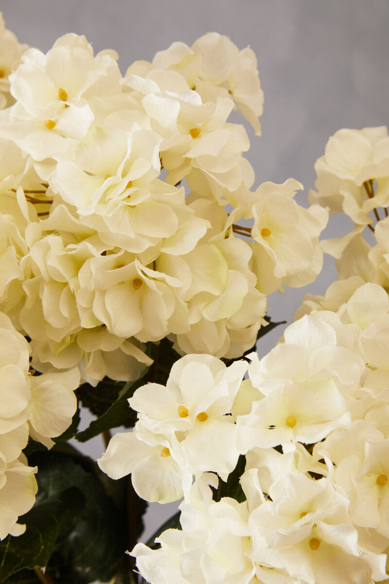 Cream Hydrangea Stem
