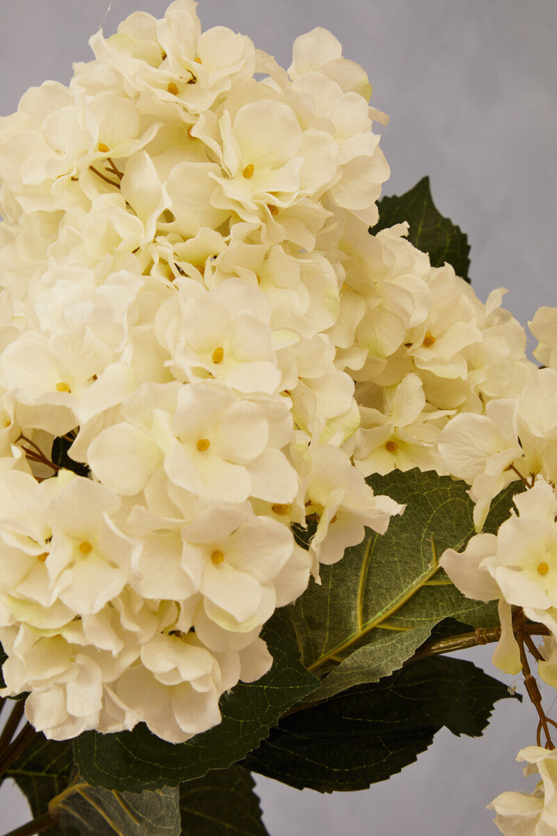 Cream Hydrangea Stem