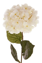 Cream Hydrangea Stem