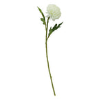 White Chrysanthemum Stem