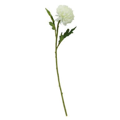 White Chrysanthemum Stem