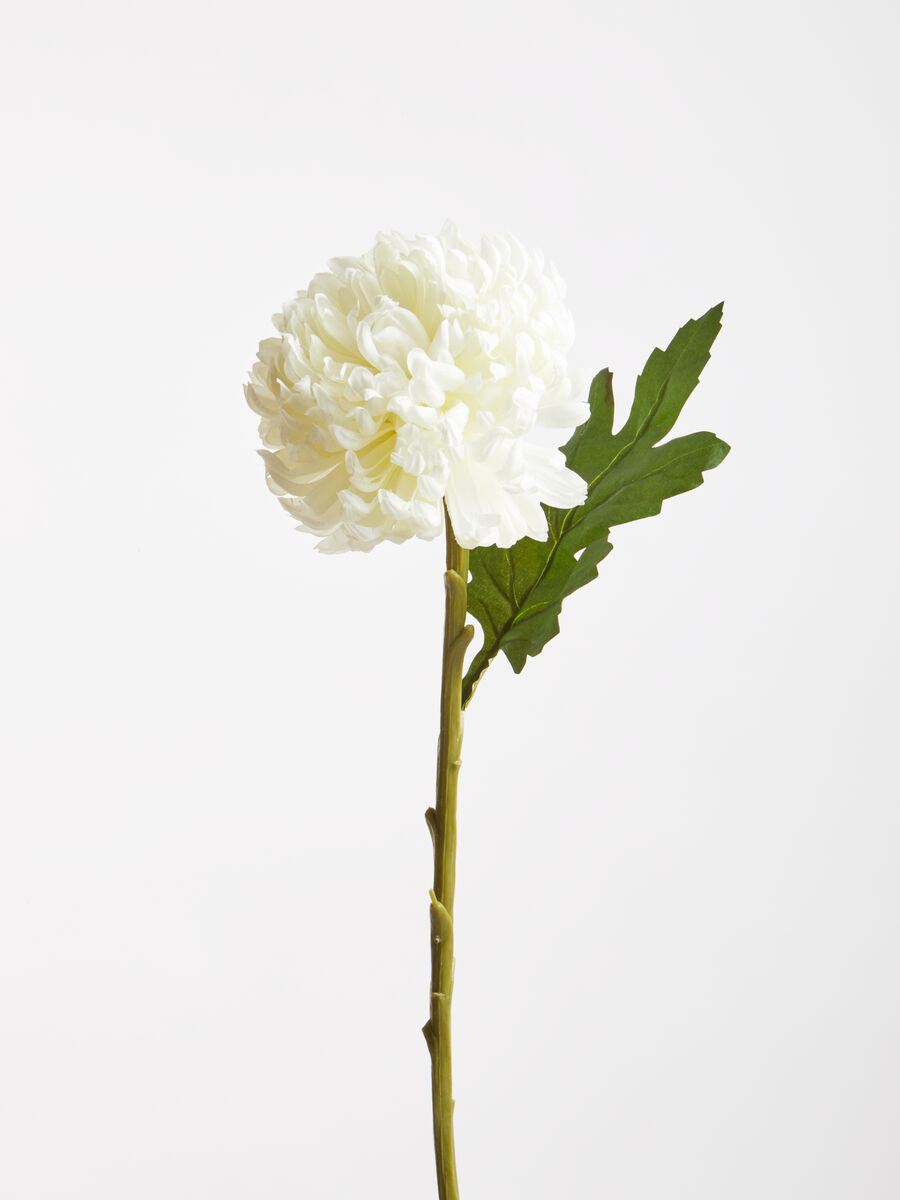White Chrysanthemum Stem