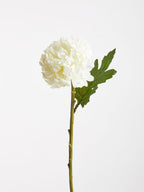 White Chrysanthemum Stem