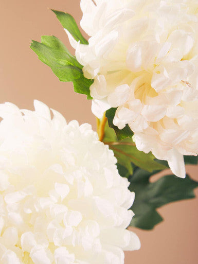 White Chrysanthemum Stem