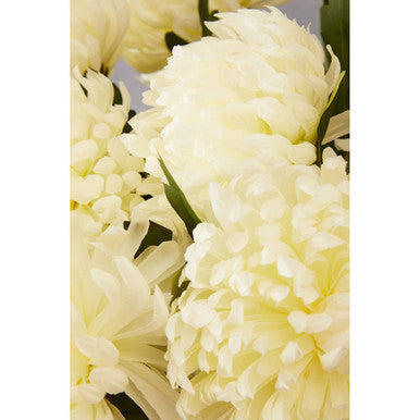 White Chrysanthemum Stem