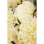 White Chrysanthemum Stem