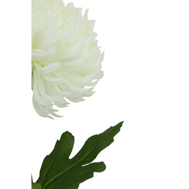 White Chrysanthemum Stem