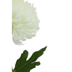 White Chrysanthemum Stem