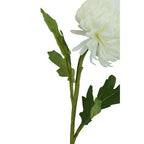 White Chrysanthemum Stem