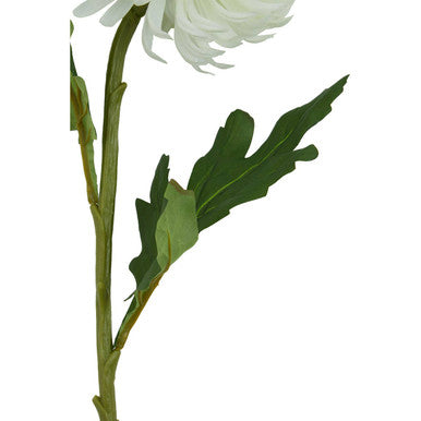 White Chrysanthemum Stem