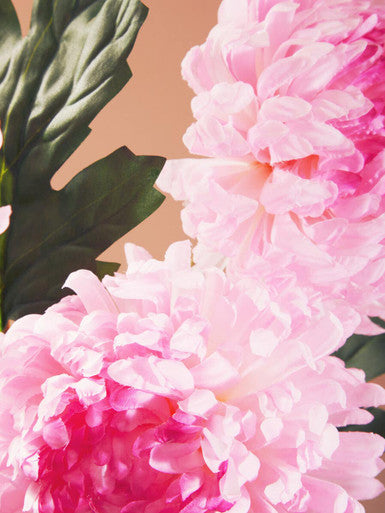Pink Chrysanthemum Stem