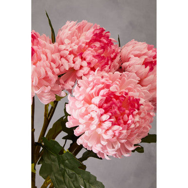 Pink Chrysanthemum Stem