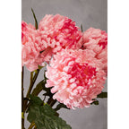 Pink Chrysanthemum Stem