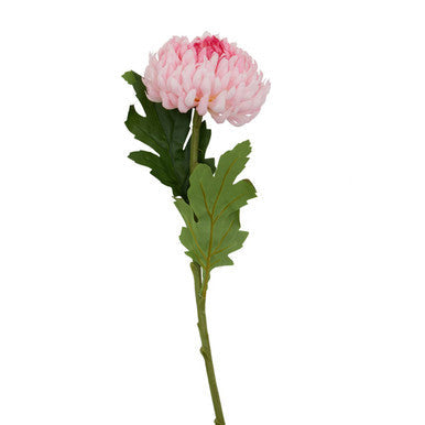 Pink Chrysanthemum Stem