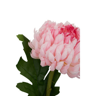 Pink Chrysanthemum Stem