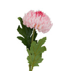 Pink Chrysanthemum Stem