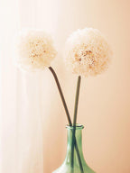 Ivory Allium Stem