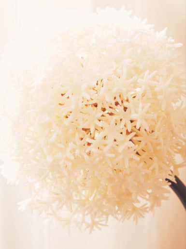 Ivory Allium Stem