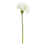Ivory Amaryllis Stem