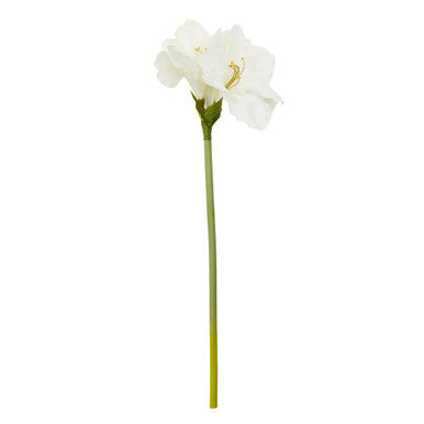 Ivory Amaryllis Stem