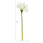 Ivory Amaryllis Stem