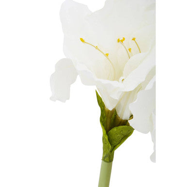 Ivory Amaryllis Stem