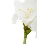 Ivory Amaryllis Stem