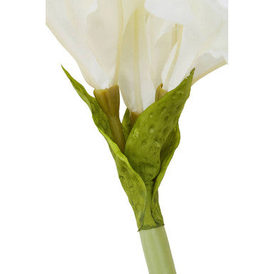 Ivory Amaryllis Stem