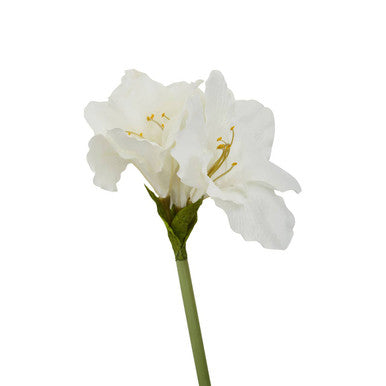 Ivory Amaryllis Stem