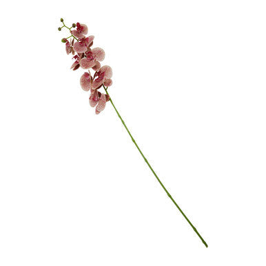Tall Pink Orchid Stem