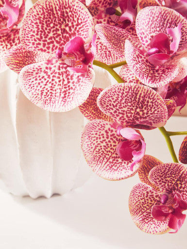 Tall Pink Orchid Stem