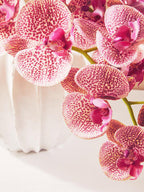 Tall Pink Orchid Stem