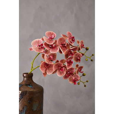 Tall Pink Orchid Stem