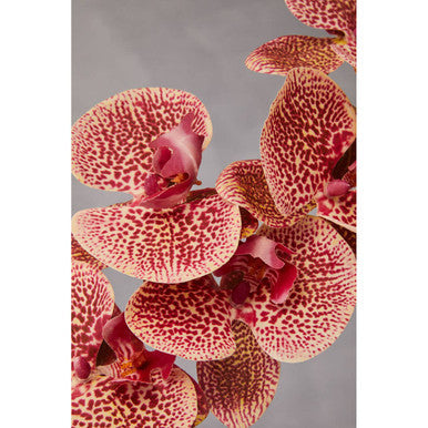Tall Pink Orchid Stem