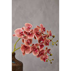 Tall Pink Orchid Stem