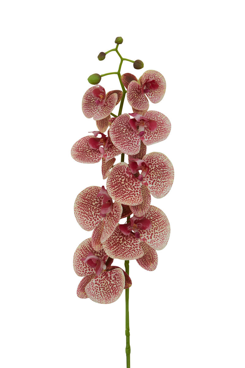 Tall Pink Orchid Stem