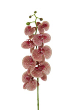 Tall Pink Orchid Stem