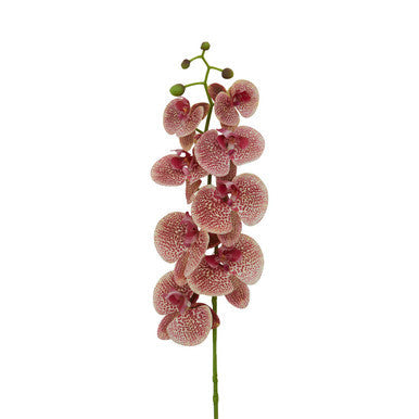 Tall Pink Orchid Stem