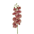 Tall Pink Orchid Stem