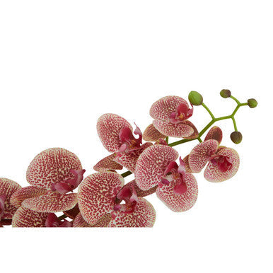 Tall Pink Orchid Stem