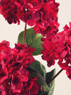Red Hydrangea Stem